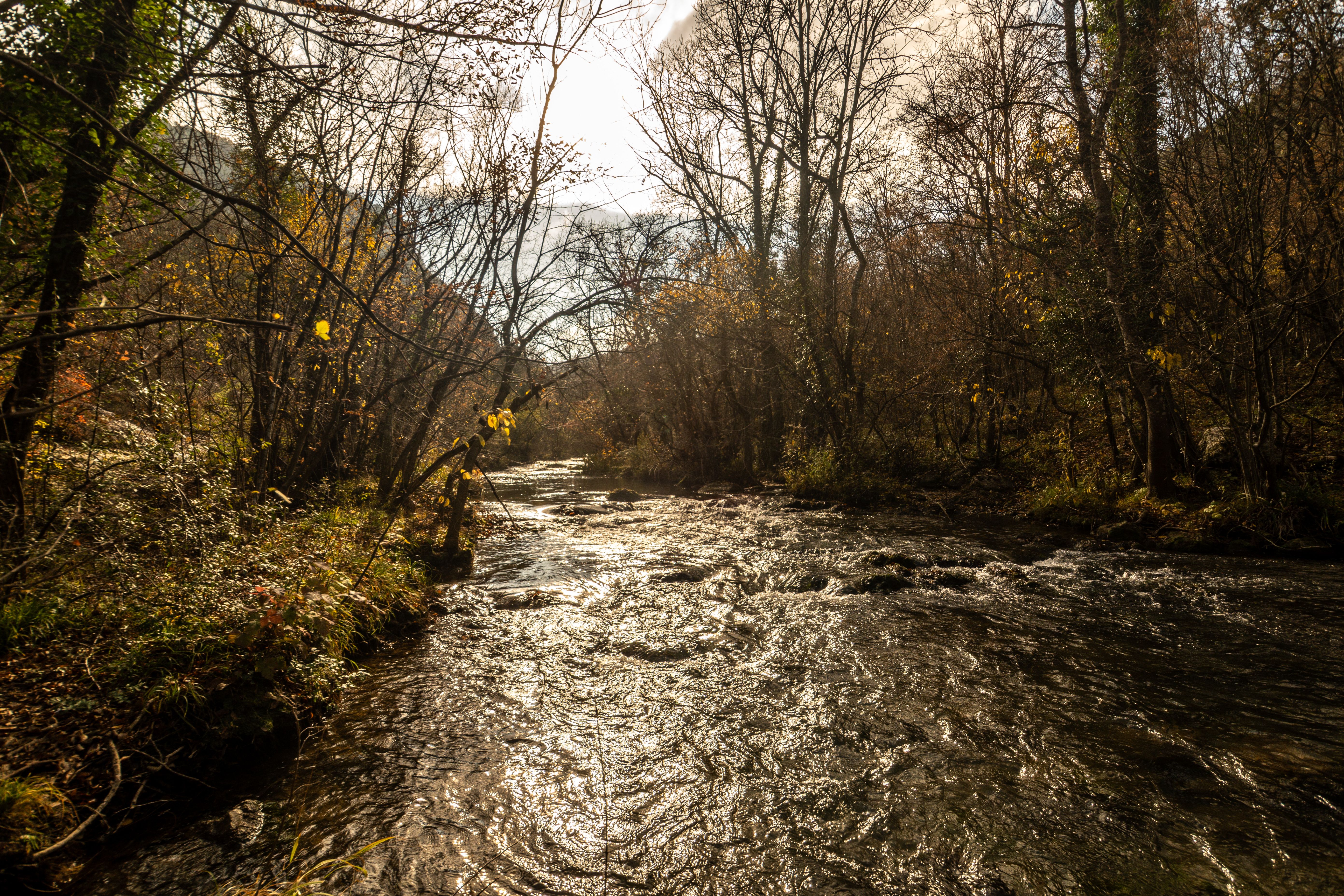 Río en la naturaleza